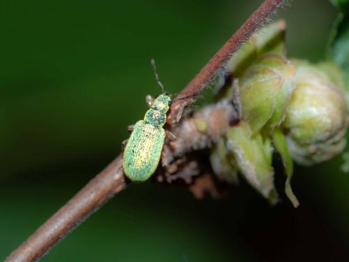 Réf. 282 074 : Polydrusus pterygomalis